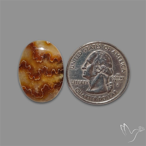 Suture Aonite Fossil Cabochon rare natural patterns