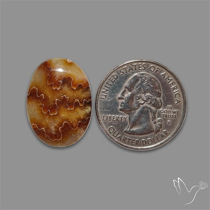 Suture Aonite Fossil Cabochon rare natural patterns