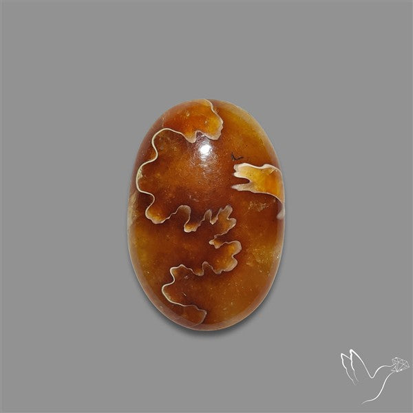 Suture Aonite Fossil Cabochon rare natural patterns