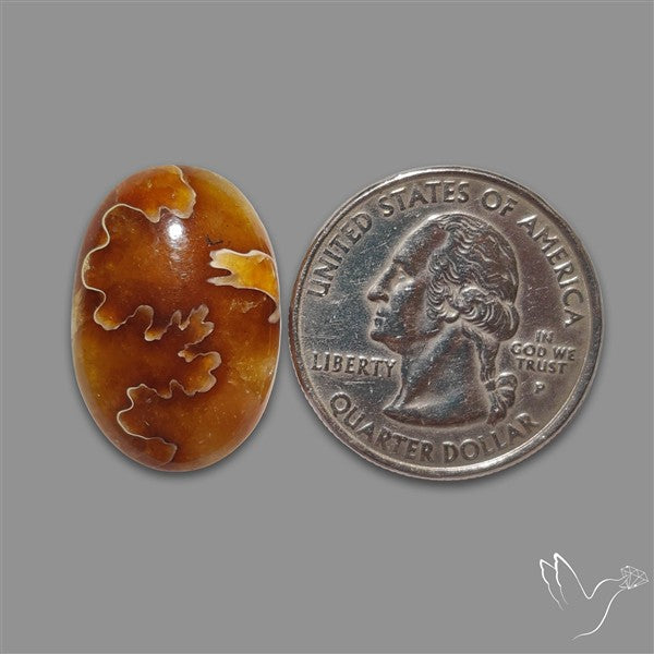 Suture Aonite Fossil Cabochon rare natural patterns