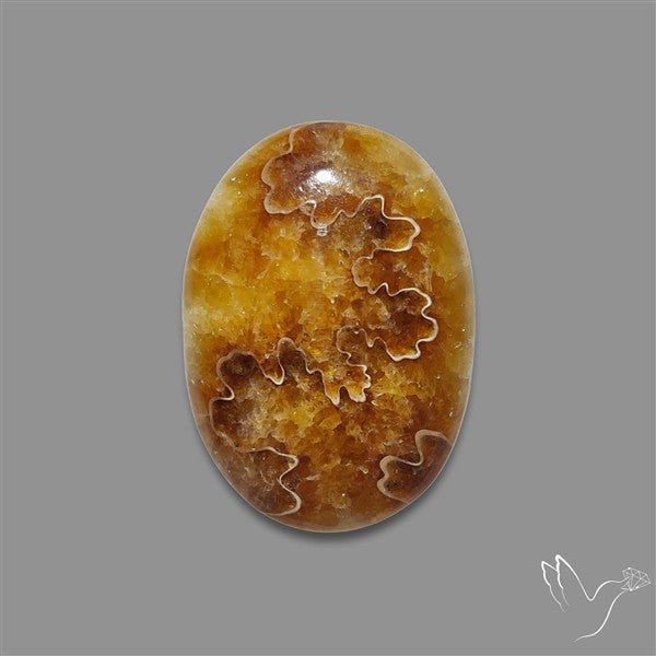 Suture Aonite Fossil Cabochon rare natural patterns