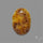 Suture Aonite Fossil Cabochon rare natural patterns
