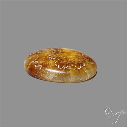 Suture Aonite Fossil Cabochon rare natural patterns