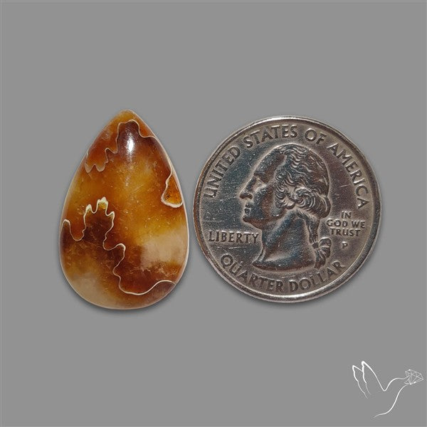 Suture Aonite Fossil Cabochon rare natural patterns