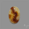 Suture Aonite Fossil Cabochon rare natural patterns
