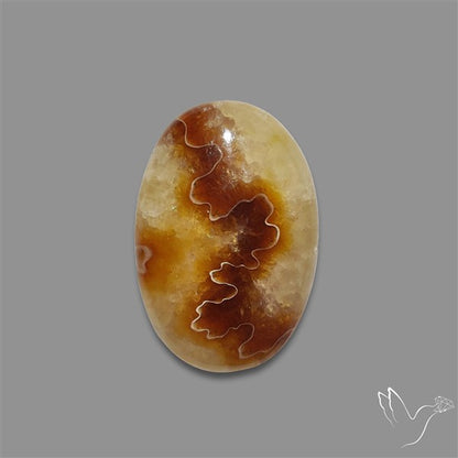 Suture Aonite Fossil Cabochon rare natural patterns