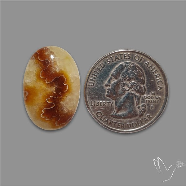Suture Aonite Fossil Cabochon rare natural patterns