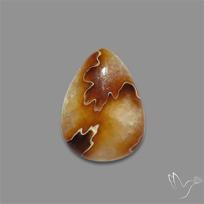 Suture Aonite Fossil Cabochon rare natural patterns