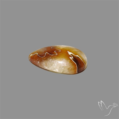 Suture Aonite Fossil Cabochon rare natural patterns