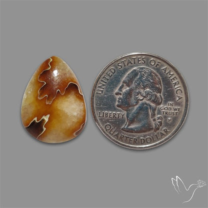 Suture Aonite Fossil Cabochon rare natural patterns