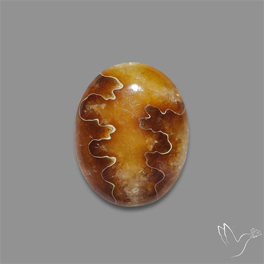 Suture Aonite Fossil Cabochon rare natural patterns