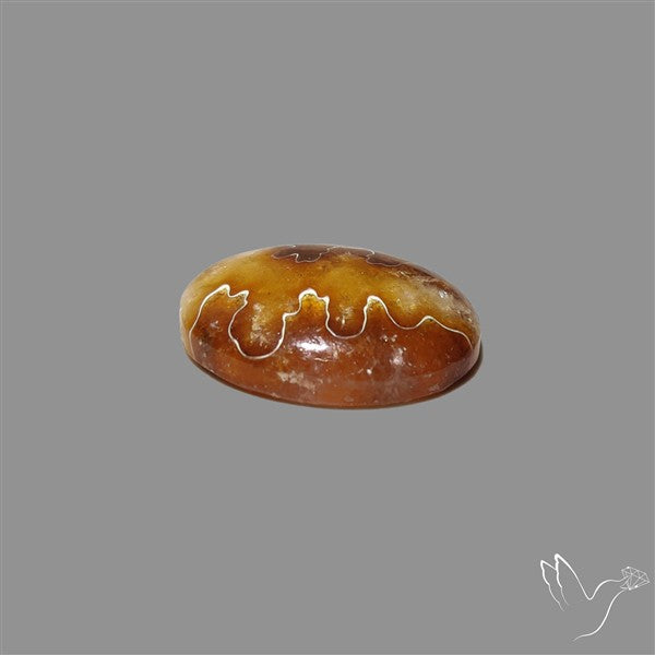 Suture Aonite Fossil Cabochon rare natural patterns