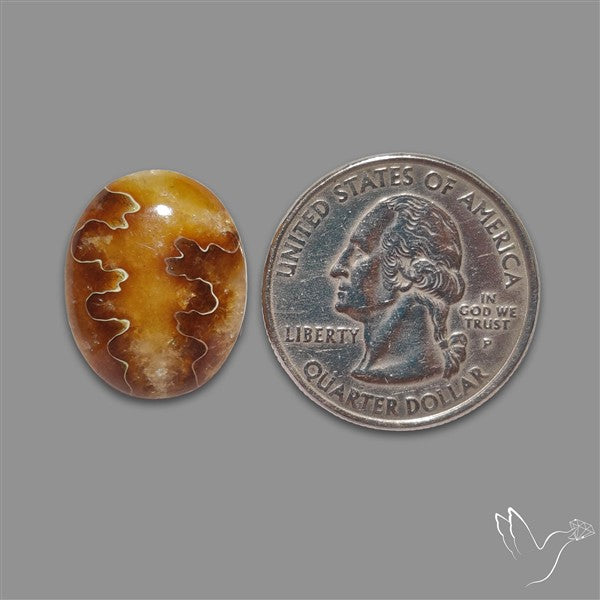 Suture Aonite Fossil Cabochon rare natural patterns