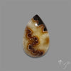 Suture Aonite Fossil Cabochon rare natural patterns