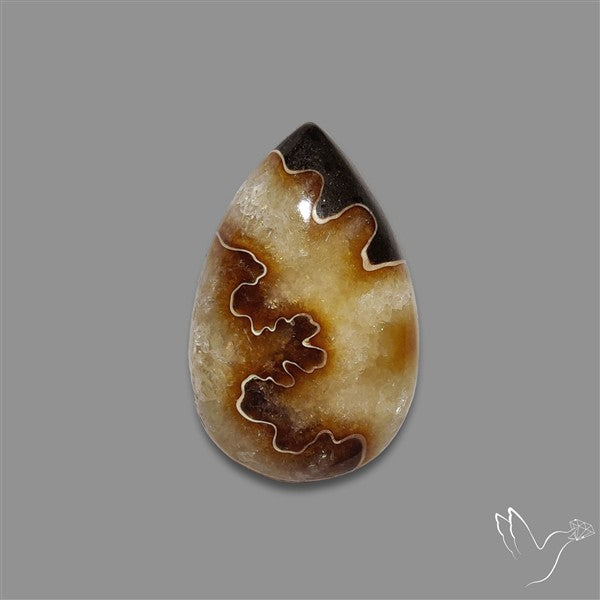 Suture Aonite Fossil Cabochon rare natural patterns