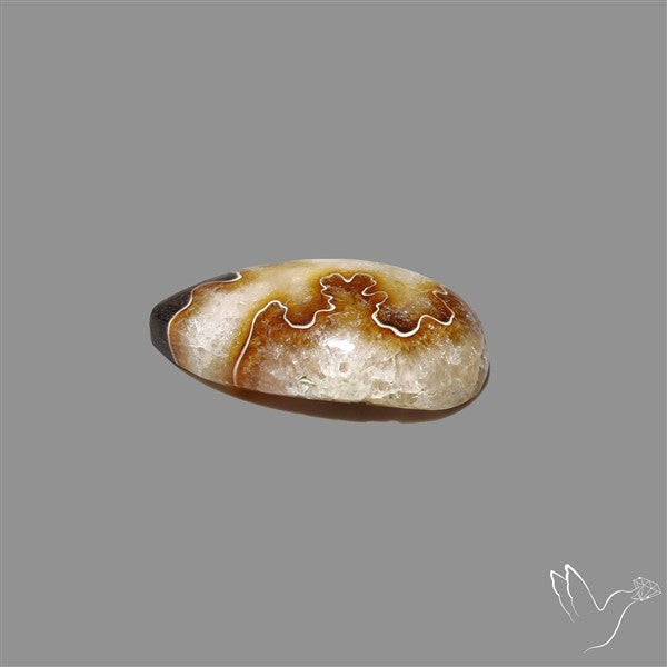 Suture Aonite Fossil Cabochon rare natural patterns