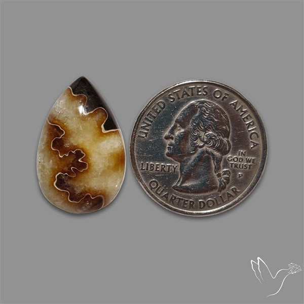 Suture Aonite Fossil Cabochon rare natural patterns
