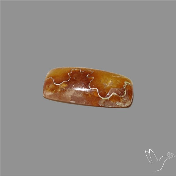 Suture Aonite Fossil Cabochon rare natural patterns