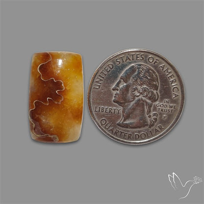 Suture Aonite Fossil Cabochon rare natural patterns