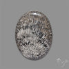 Stingray Black Fossil Coral Cabochon