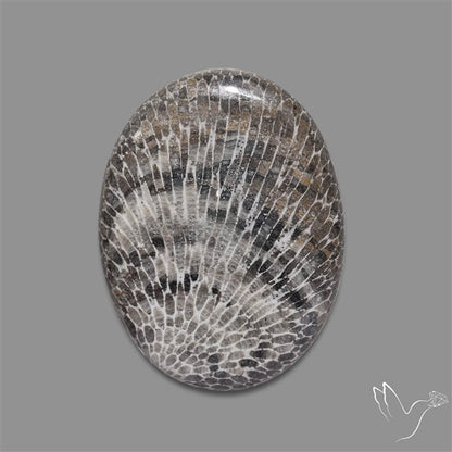 Stingray Black Fossil Coral Cabochon