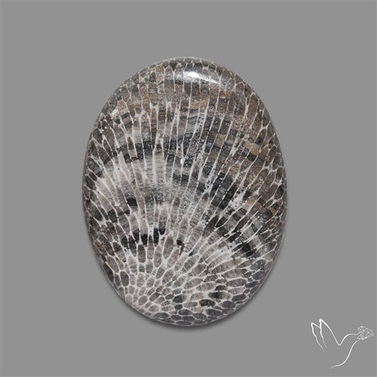 Stingray Black Fossil Coral Cabochon