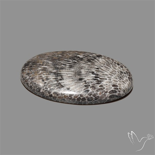 Stingray Black Fossil Coral Cabochon