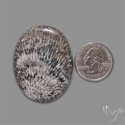 Stingray Black Fossil Coral Cabochon