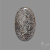 Stingray Black Fossil Coral Cabochon
