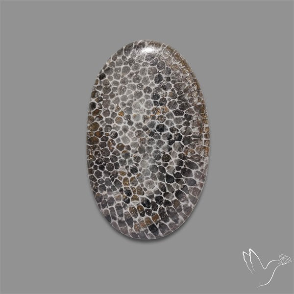Stingray Black Fossil Coral Cabochon