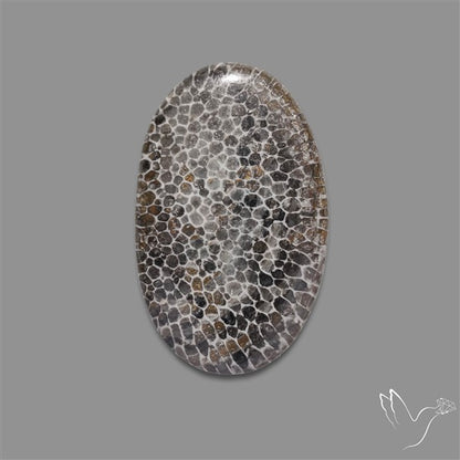 Stingray Black Fossil Coral Cabochon