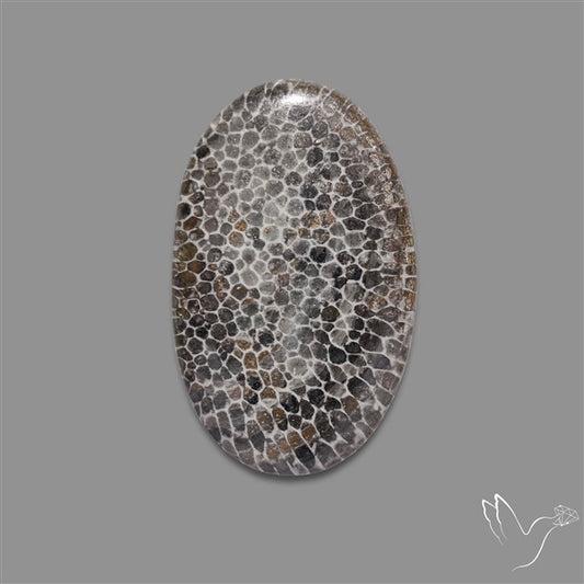 Stingray Black Fossil Coral Cabochon