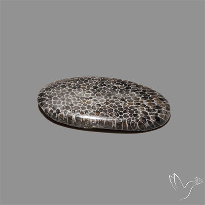 Stingray Black Fossil Coral Cabochon