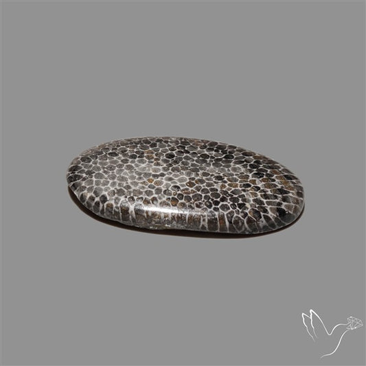 Stingray Black Fossil Coral Cabochon