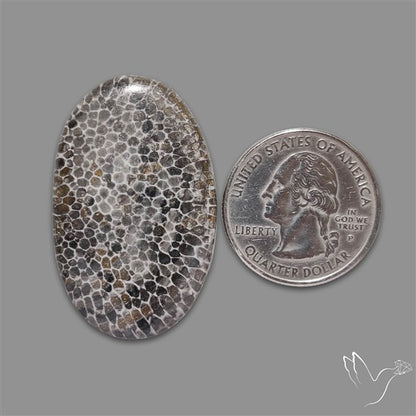 Stingray Black Fossil Coral Cabochon