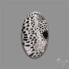 Stingray Black Fossil Coral Cabochon