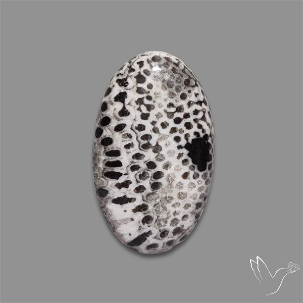 Stingray Black Fossil Coral Cabochon