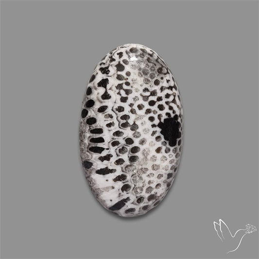 Stingray Black Fossil Coral Cabochon
