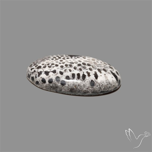 Stingray Black Fossil Coral Cabochon
