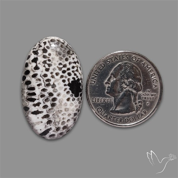Stingray Black Fossil Coral Cabochon