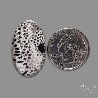 Stingray Black Fossil Coral Cabochon