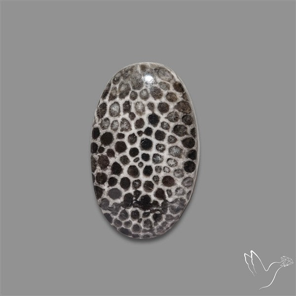 Stingray Black Fossil Coral Cabochon