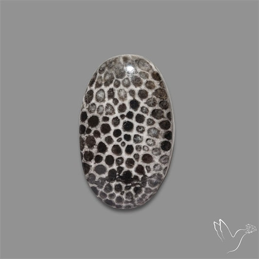 Stingray Black Fossil Coral Cabochon