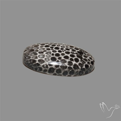 Stingray Black Fossil Coral Cabochon