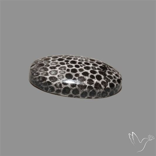 Stingray Black Fossil Coral Cabochon
