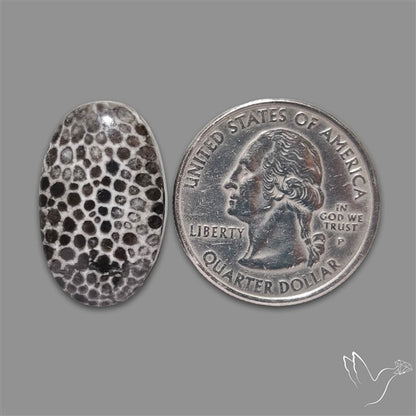 Stingray Black Fossil Coral Cabochon