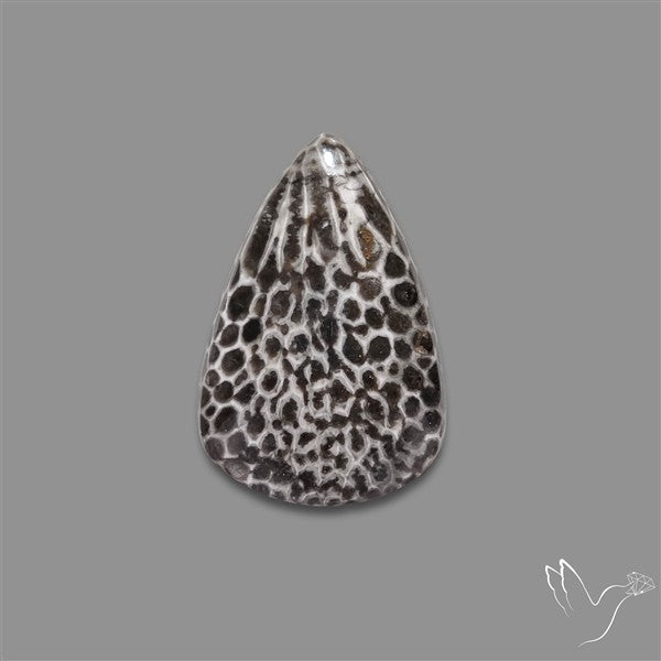 Stingray Black Fossil Coral Cabochon