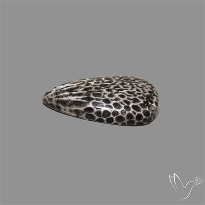Stingray Black Fossil Coral Cabochon