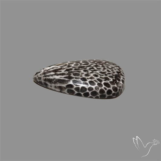 Stingray Black Fossil Coral Cabochon