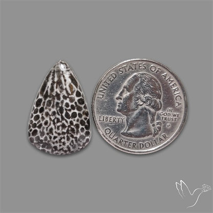Stingray Black Fossil Coral Cabochon
